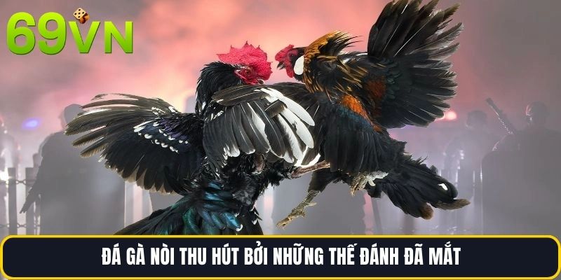 Đá gà nòi thu hút bởi những thế đánh đã mắt