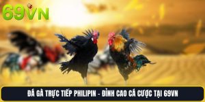 Đá Gà Trực Tiếp Philipin - Đỉnh Cao Cá Cược Tại 69vn