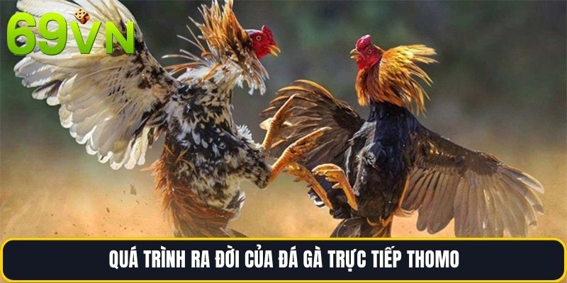 Quá trình ra đời của Đá gà trực tiếp thomo